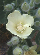 Image of desert stingbush