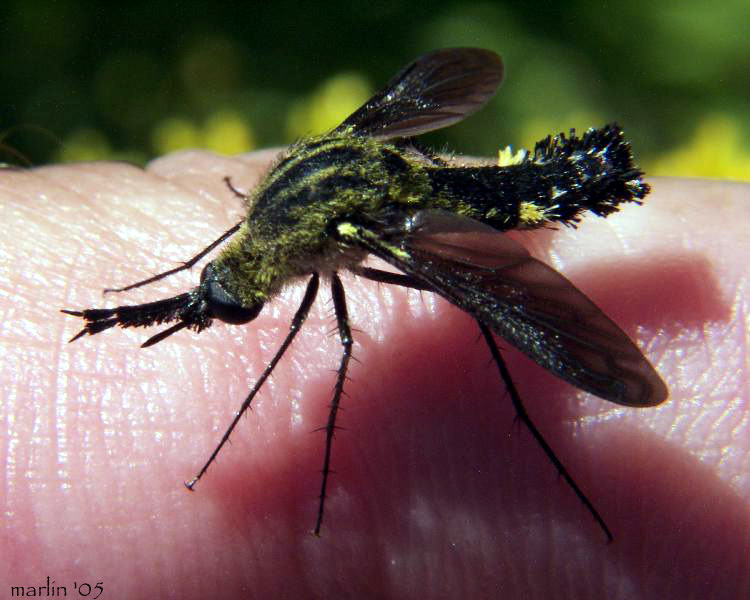 Image of Scaly Bee Fly