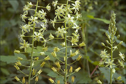 Слика од Ornithogalum pyrenaicum L.