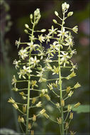 Слика од Ornithogalum pyrenaicum L.