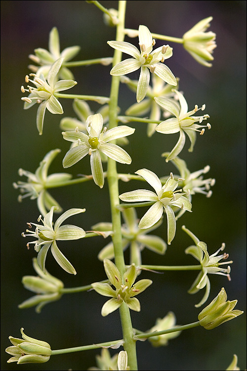 Слика од Ornithogalum pyrenaicum L.