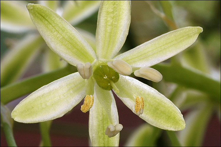 Слика од Ornithogalum pyrenaicum L.