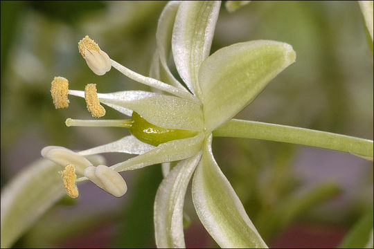 Слика од Ornithogalum pyrenaicum L.