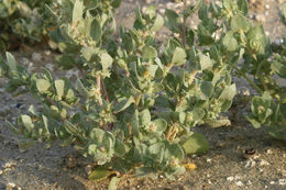 Image of Wedge-Leaf Orache