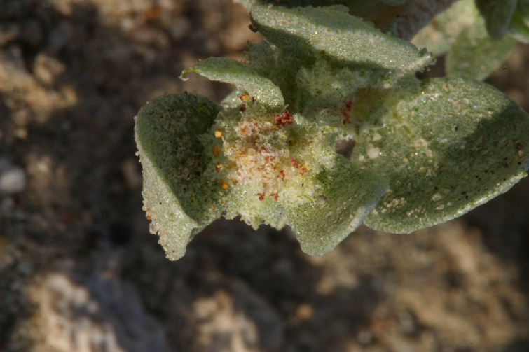 Image of Wedge-Leaf Orache