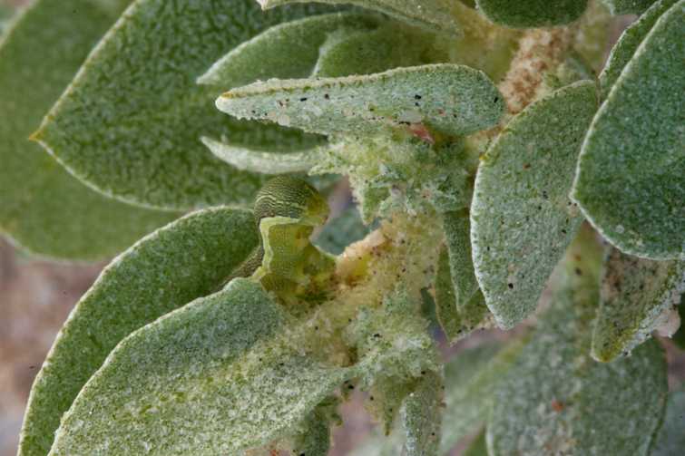 Image of Wedge-Leaf Orache