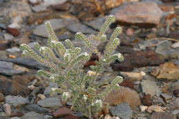 Image of Panamint cryptantha