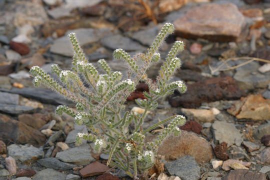 Image of Panamint cryptantha