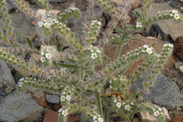 صورة Cryptantha angustifolia (Torr.) Greene