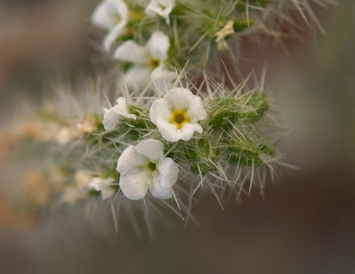 Image of Panamint cryptantha