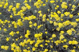 Image of Helichrysum italicum (Roth) G. Don fil.