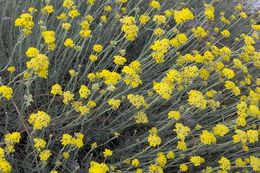 Image of Helichrysum italicum (Roth) G. Don fil.