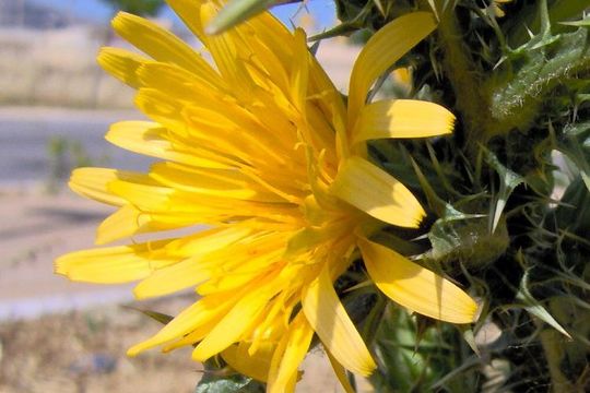 Image of Spanish oyster thistle