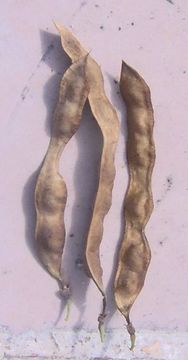 Image of Anagyris foetida L.