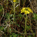 Sivun Alyssum wulfenianum Bernh. ex Willd. kuva