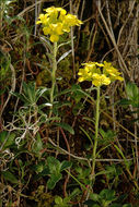 Sivun Alyssum wulfenianum Bernh. ex Willd. kuva