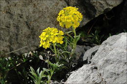 Sivun Alyssum wulfenianum Bernh. ex Willd. kuva