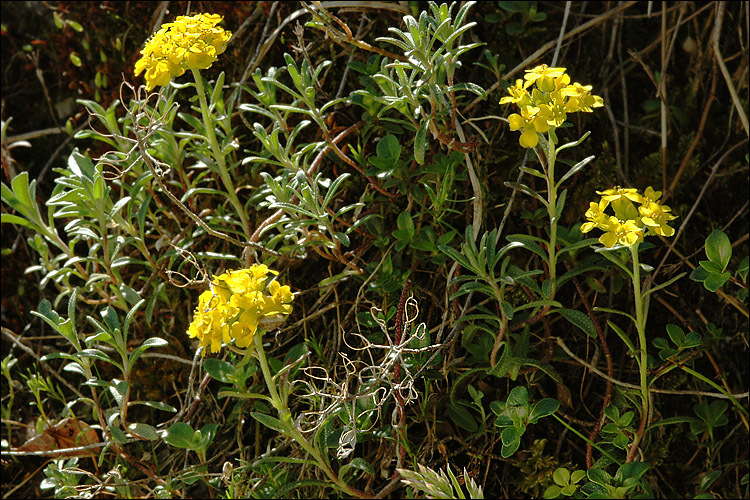 Sivun Alyssum wulfenianum Bernh. ex Willd. kuva