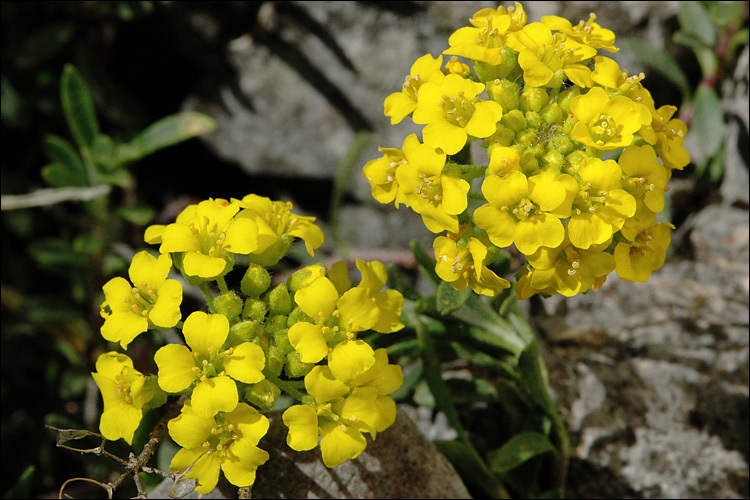 Sivun Alyssum wulfenianum Bernh. ex Willd. kuva