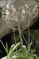 Sivun Alyssum wulfenianum Bernh. ex Willd. kuva