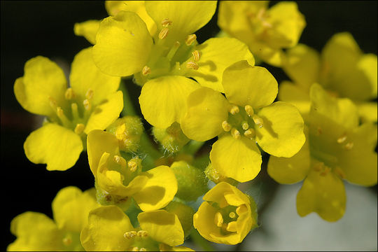 Sivun Alyssum wulfenianum Bernh. ex Willd. kuva