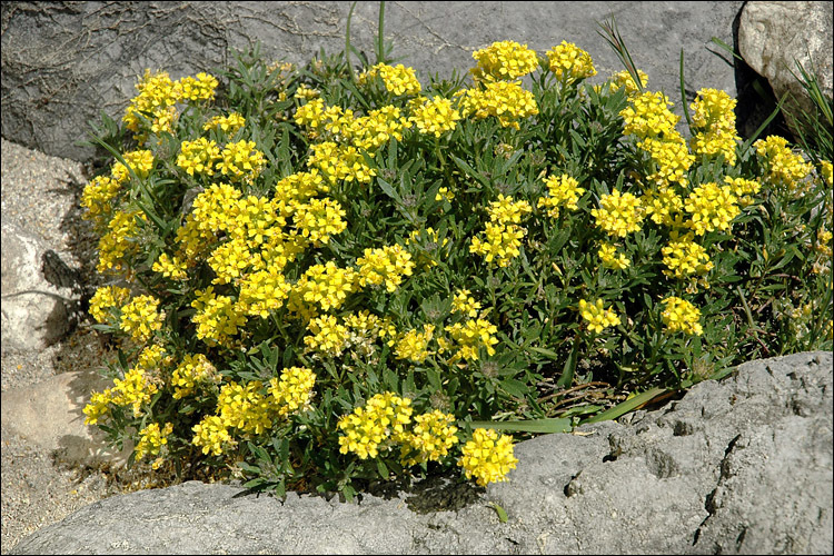 Sivun Alyssum wulfenianum Bernh. ex Willd. kuva