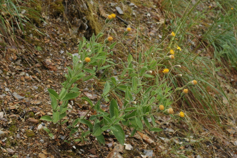 Image of Shasta County arnica