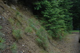 Image of Shasta County arnica