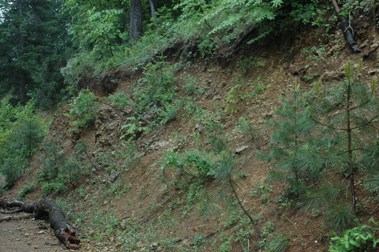 Image of Shasta County arnica