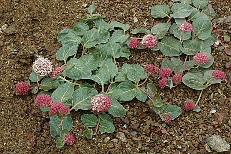 Sivun Asclepias solanoana Woods. kuva