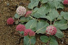 Image of serpentine milkweed