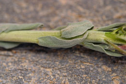 Слика од Boechera shockleyi (Munz) Dorn