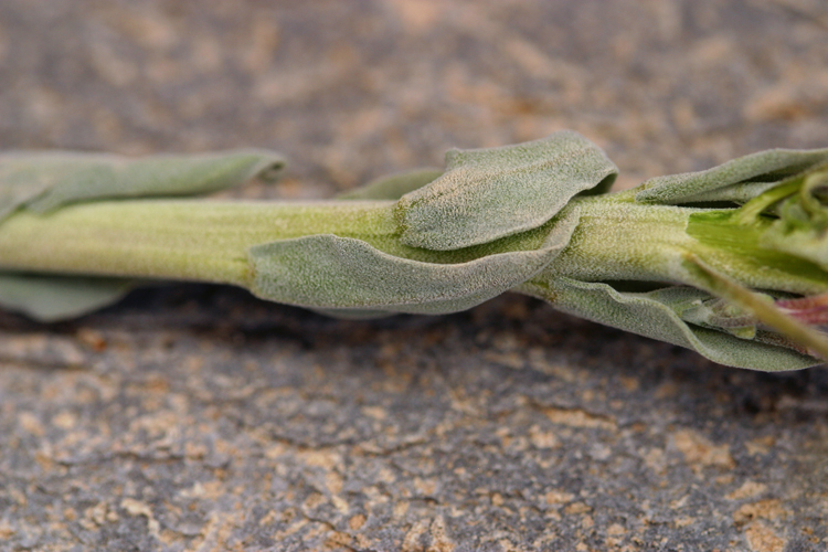 Image of Shockley's rockcress