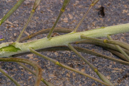 Image of Shockley's rockcress