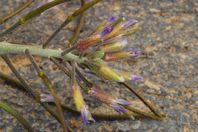 Слика од Boechera shockleyi (Munz) Dorn