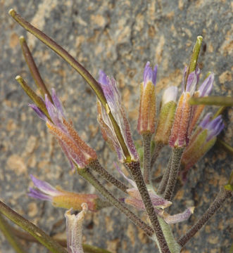 Image of Shockley's rockcress