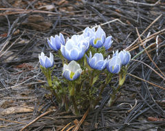 Anemone drummondii S. Wats. resmi