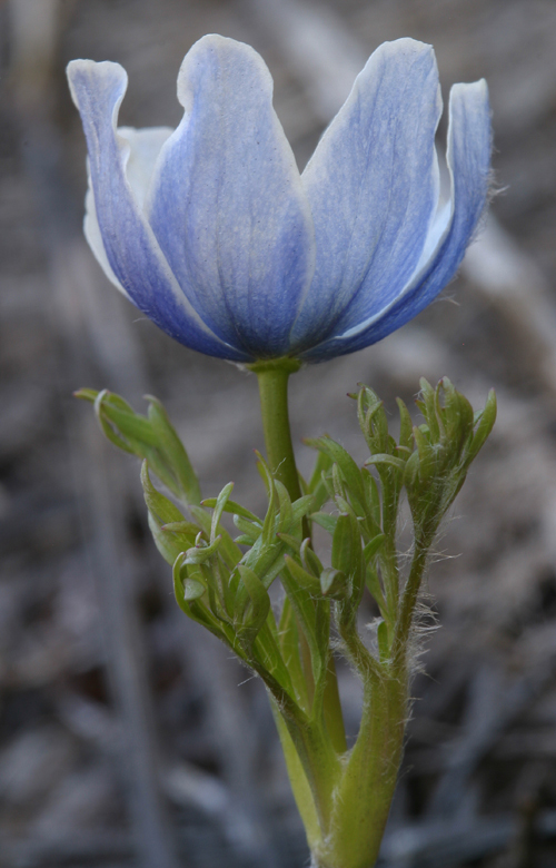 Anemone drummondii S. Wats. resmi