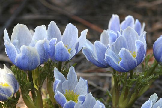 Anemone drummondii S. Wats. resmi