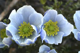 Anemone drummondii S. Wats. resmi