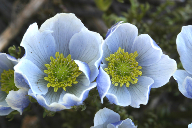 Image of Drummond's anemone