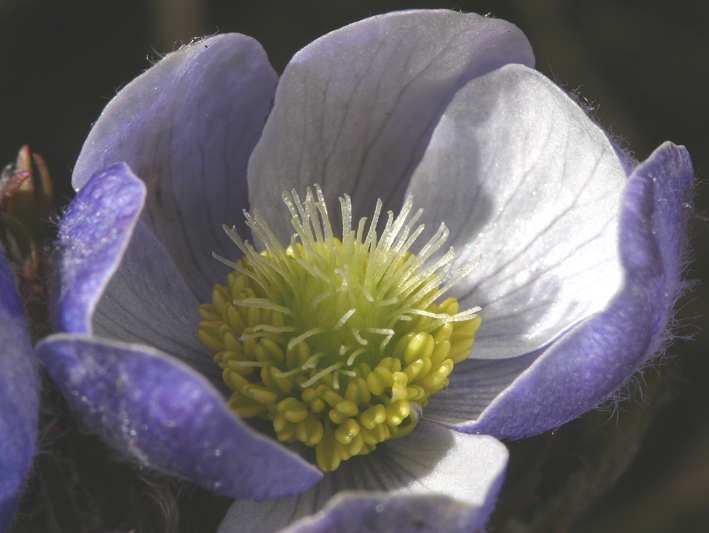 Image of Drummond's anemone