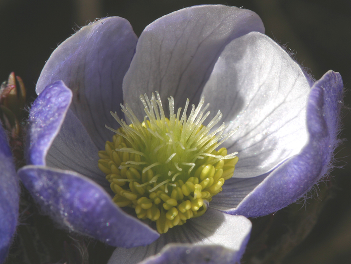 Anemone drummondii S. Wats. resmi