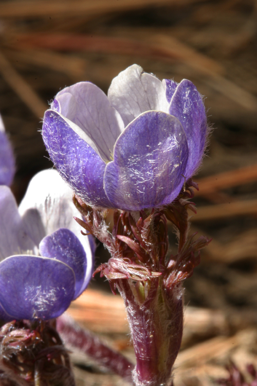 Image of Drummond's anemone