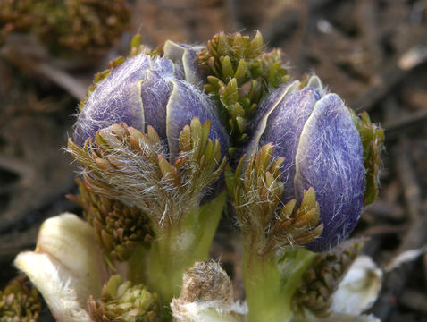 Anemone drummondii S. Wats. resmi