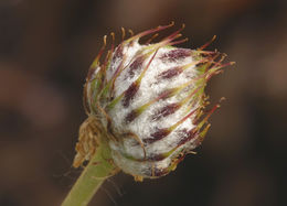 Image of Drummond's anemone