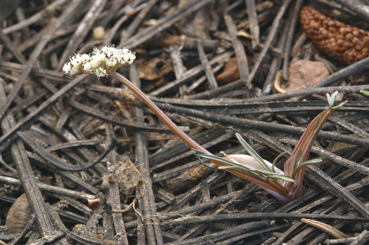 Imagem de <i>Orogenia fusiformis</i>