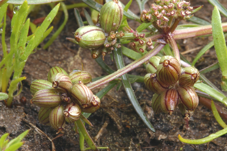 Imagem de <i>Orogenia fusiformis</i>