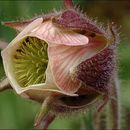 Image of Water Avens