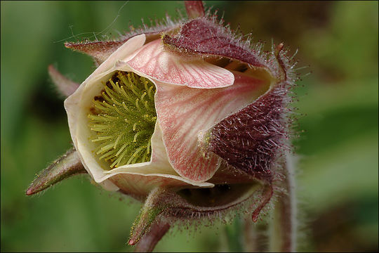 Image of Water Avens